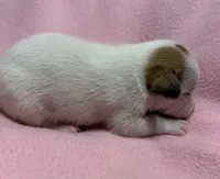 Honey #2 , a female Jack Russell Terrier for sale in Cairo, GA – 3 of 7