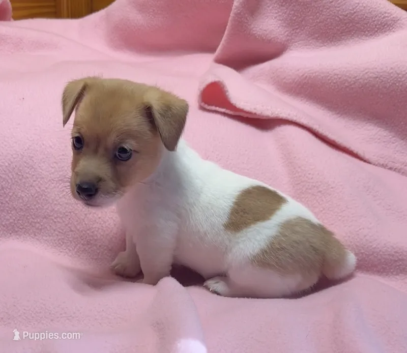 Maggie # 3  – Jack Russell Terrier puppy for sale in Cairo, GA