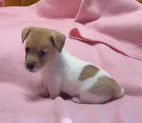 Maggie # 3 , a female Jack Russell Terrier for sale in Cairo, GA – 1 of 10