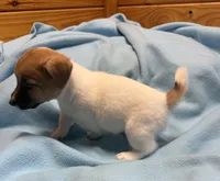 Maggie # 1 , a male Jack Russell Terrier for sale in Cairo, GA – 2 of 8