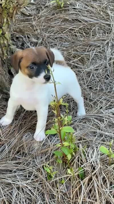 Honey #4, a female Jack Russell Terrier for sale in Cairo, GA – 8 of 8