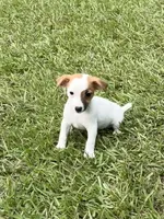 Honey #2 , a female Jack Russell Terrier for sale in Cairo, GA – 2 of 7