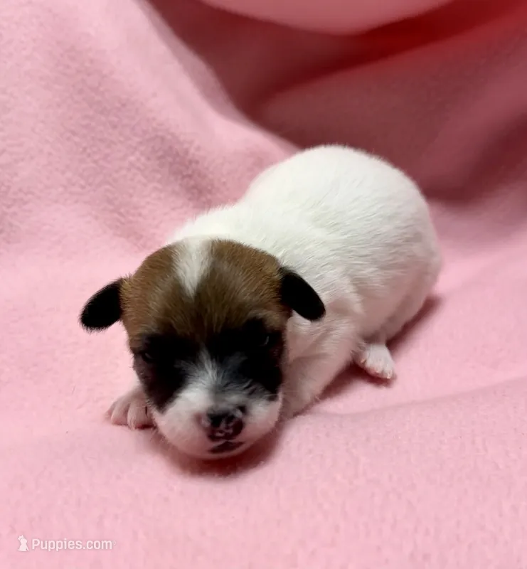 Honey # 4, a female Jack Russell Terrier for sale in Cairo, GA – 1 of 9