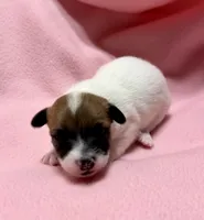 Honey # 4, a female Jack Russell Terrier for sale in Cairo, GA – 1 of 9
