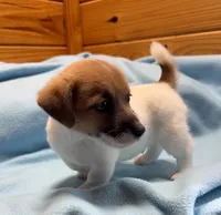 Maggie # 1 , a male Jack Russell Terrier for sale in Cairo, GA – 6 of 8