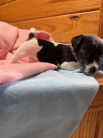 Jelly # 3, a female Jack Russell Terrier for sale in Cairo, GA – Photo 10 of 10