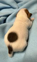 Honey #1 , a male Jack Russell Terrier for sale in Cairo, GA – 6 of 8