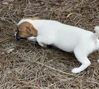Honey #2 , a female Jack Russell Terrier for sale in Cairo, GA – 5 of 7