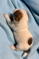Honey #1 , a male Jack Russell Terrier for sale in Cairo, GA – 8 of 8