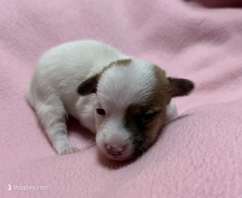 Honey #2  – Jack Russell Terrier puppy for sale in Cairo, GA