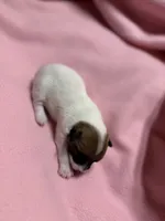 Honey # 4, a female Jack Russell Terrier for sale in Cairo, GA – 9 of 9