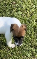 Honey #4, a female Jack Russell Terrier for sale in Cairo, GA – 3 of 8