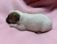 Honey #2 , a female Jack Russell Terrier for sale in Cairo, GA – 2 of 7