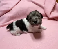 Ava #3, a female Jack Russell Terrier for sale in Cairo, GA – Photo 4 of 10