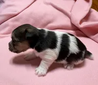 Ava #3, a female Jack Russell Terrier for sale in Cairo, GA – Photo 3 of 10