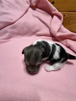 Ava #3, a female Jack Russell Terrier for sale in Cairo, GA – Photo 9 of 10