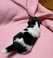 Ava #3, a female Jack Russell Terrier for sale in Cairo, GA – Photo 6 of 10