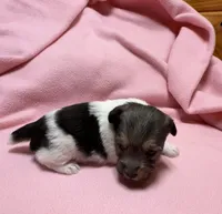 Ava #3, a female Jack Russell Terrier for sale in Cairo, GA – Photo 2 of 10