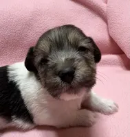 Ava #3, a female Jack Russell Terrier for sale in Cairo, GA – Photo 1 of 10