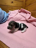 Ava #3, a female Jack Russell Terrier for sale in Cairo, GA – Photo 10 of 10