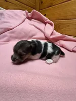 Ava #3, a female Jack Russell Terrier for sale in Cairo, GA – Photo 8 of 10