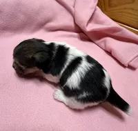 Ava #3, a female Jack Russell Terrier for sale in Cairo, GA – Photo 7 of 10