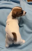 Maggie # 2 , a male Jack Russell Terrier for sale in Cairo, GA – 4 of 7