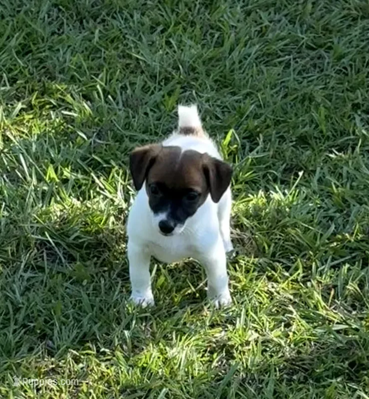 Honey #4 – Jack Russell Terrier puppy for sale in Cairo, GA