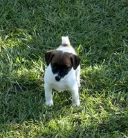 Honey #4, a female Jack Russell Terrier for sale in Cairo, GA – 1 of 8