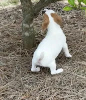 Honey #2 , a female Jack Russell Terrier for sale in Cairo, GA – 4 of 7