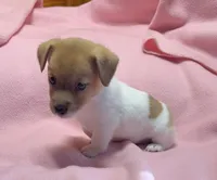 Maggie # 3 , a female Jack Russell Terrier for sale in Cairo, GA – 2 of 10