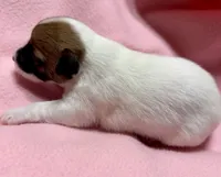 Honey # 4, a female Jack Russell Terrier for sale in Cairo, GA – 5 of 9