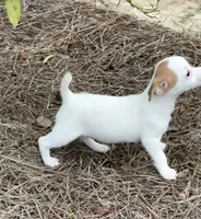 Honey #2 , a female Jack Russell Terrier for sale in Cairo, GA – 6 of 7