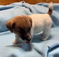 Maggie # 1 , a male Jack Russell Terrier for sale in Cairo, GA – 7 of 8