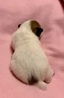 Honey # 4, a female Jack Russell Terrier for sale in Cairo, GA – 3 of 9