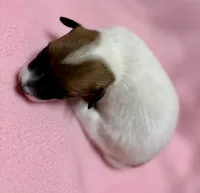 Honey # 4, a female Jack Russell Terrier for sale in Cairo, GA – 8 of 9