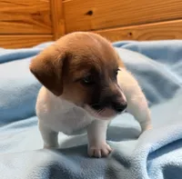 Maggie # 1 , a male Jack Russell Terrier for sale in Cairo, GA – 5 of 8