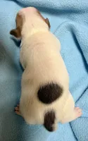 Honey #1 , a male Jack Russell Terrier for sale in Cairo, GA – 3 of 8