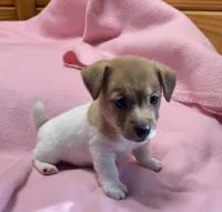 Maggie # 3 , a female Jack Russell Terrier for sale in Cairo, GA – 3 of 10