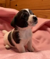 Jelly #2, a female Jack Russell Terrier for sale in Cairo, GA – 6 of 10