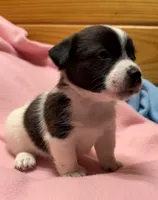 Jelly #2, a female Jack Russell Terrier for sale in Cairo, GA – 2 of 10