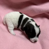 Jelly #2, a female Jack Russell Terrier for sale in Cairo, GA – Photo 2 of 7