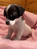 Jelly #2, a female Jack Russell Terrier for sale in Cairo, GA – 5 of 10