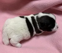 Jelly #2, a female Jack Russell Terrier for sale in Cairo, GA – Photo 3 of 7