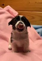 Jelly #2, a female Jack Russell Terrier for sale in Cairo, GA – 7 of 10