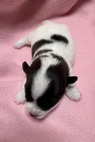 Jelly #2, a female Jack Russell Terrier for sale in Cairo, GA – Photo 6 of 7