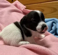 Jelly #2, a female Jack Russell Terrier for sale in Cairo, GA – 3 of 10