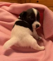 Jelly #2, a female Jack Russell Terrier for sale in Cairo, GA – 10 of 10