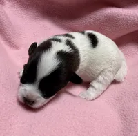 Jelly #2, a female Jack Russell Terrier for sale in Cairo, GA – Photo 4 of 7