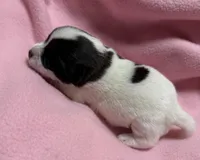 Jelly #2, a female Jack Russell Terrier for sale in Cairo, GA – Photo 7 of 7